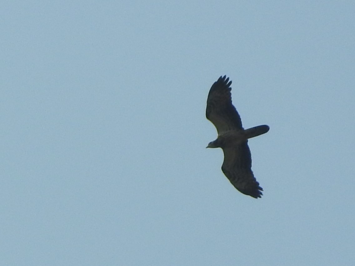 European Honey-buzzard - ML623837165