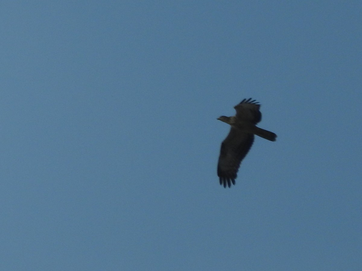 European Honey-buzzard - ML623837171