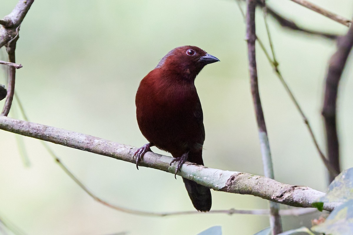 Negrita Pechirrufa - ML623837178