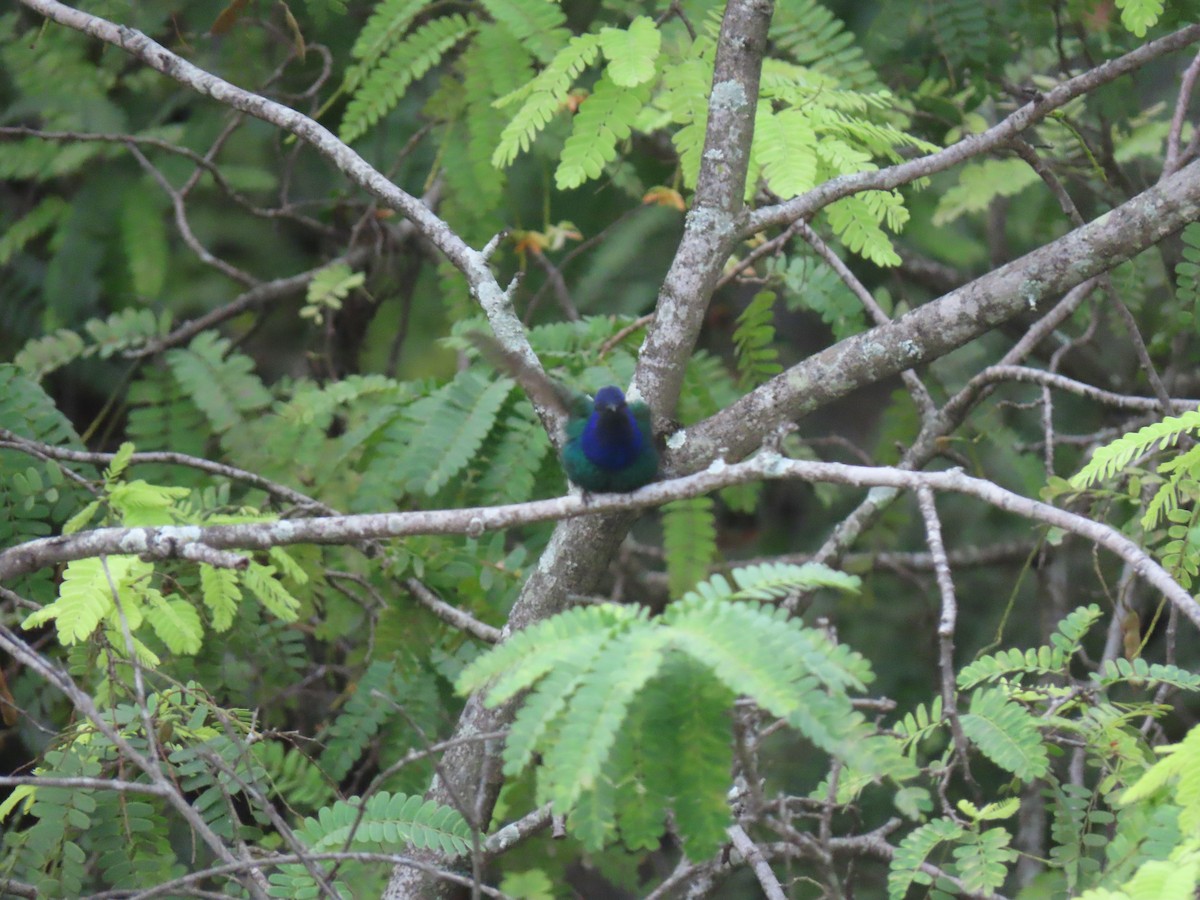 Swallow-tailed Hummingbird - ML623837183