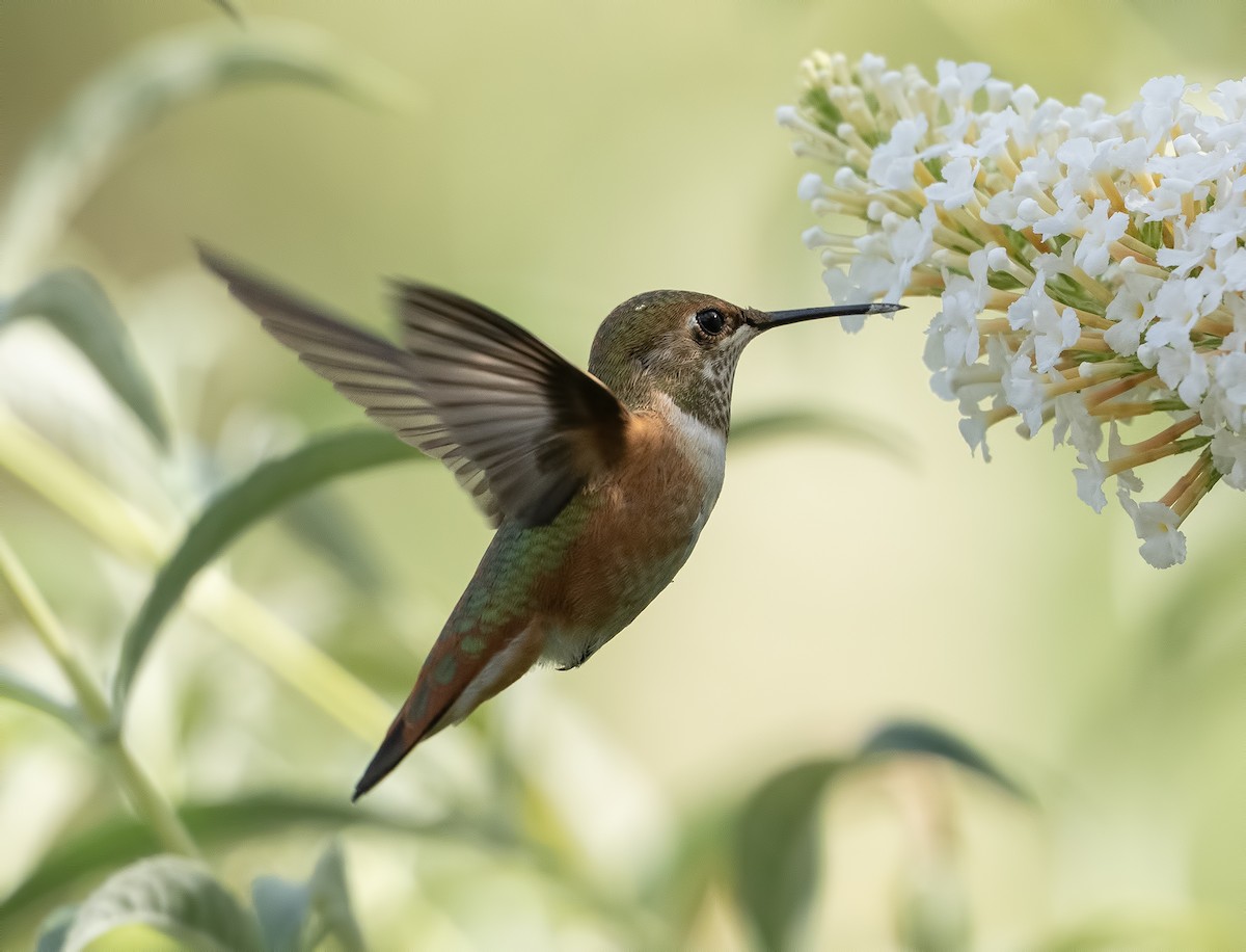 Rufous/Allen's Hummingbird - Gail  West