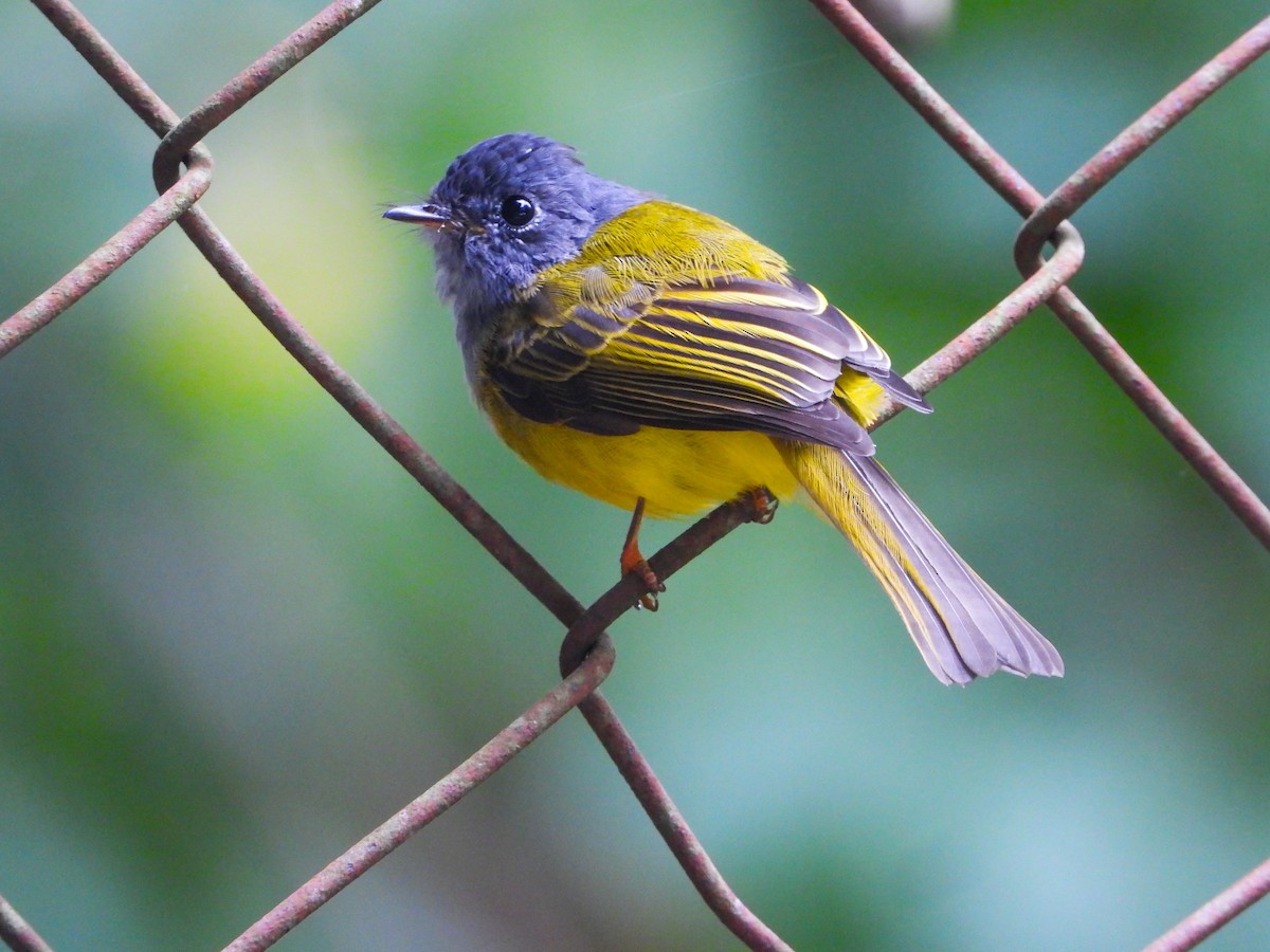 Gray-headed Canary-Flycatcher - ML623837243