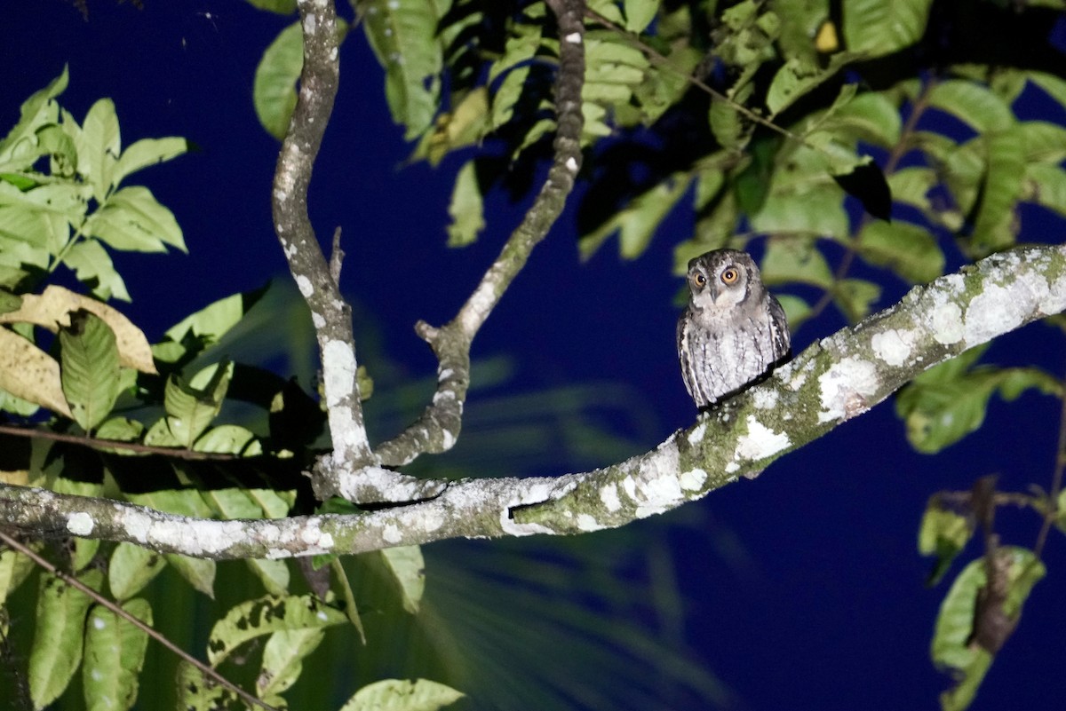 Moluccan Scops-Owl - ML623837254