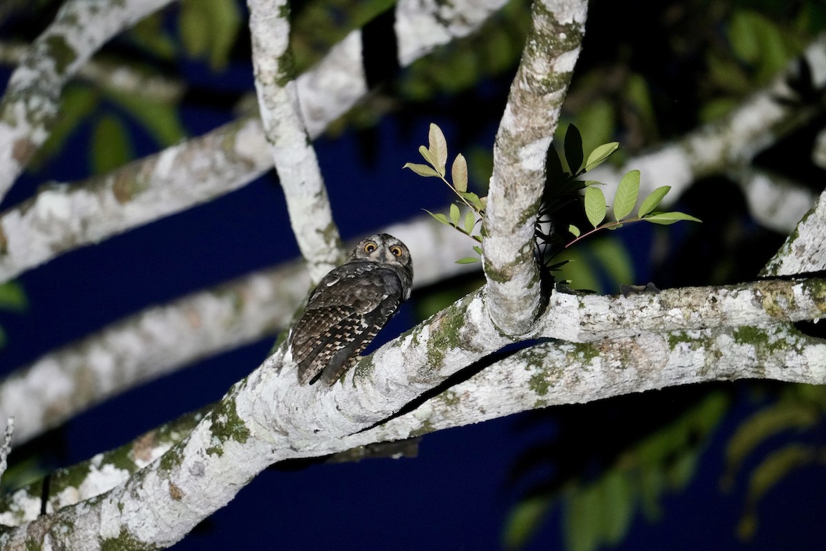 Moluccan Scops-Owl - ML623837255