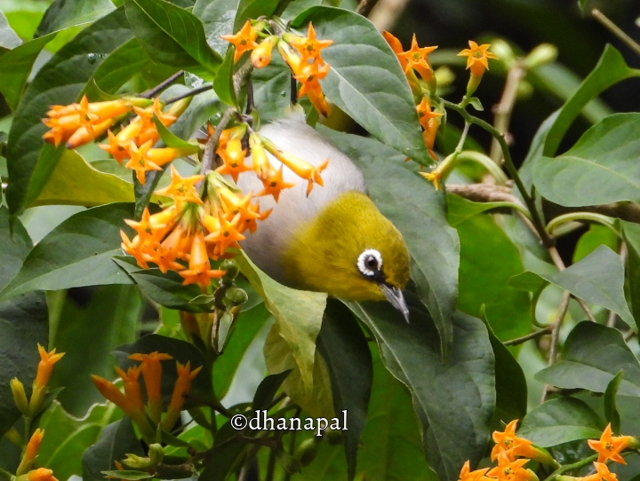 Indian White-eye - ML623837264