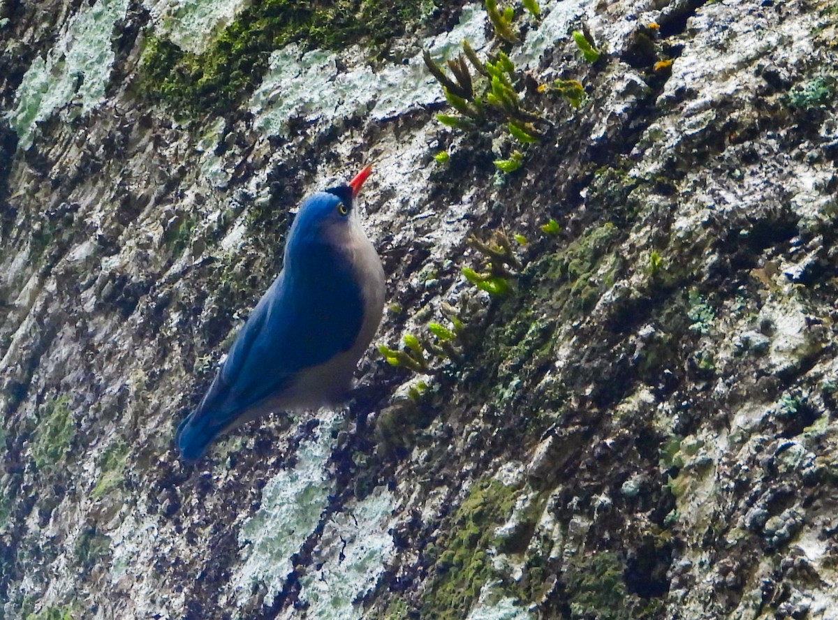 Velvet-fronted Nuthatch - ML623837276