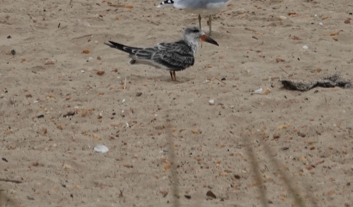 Black Skimmer - ML623837282