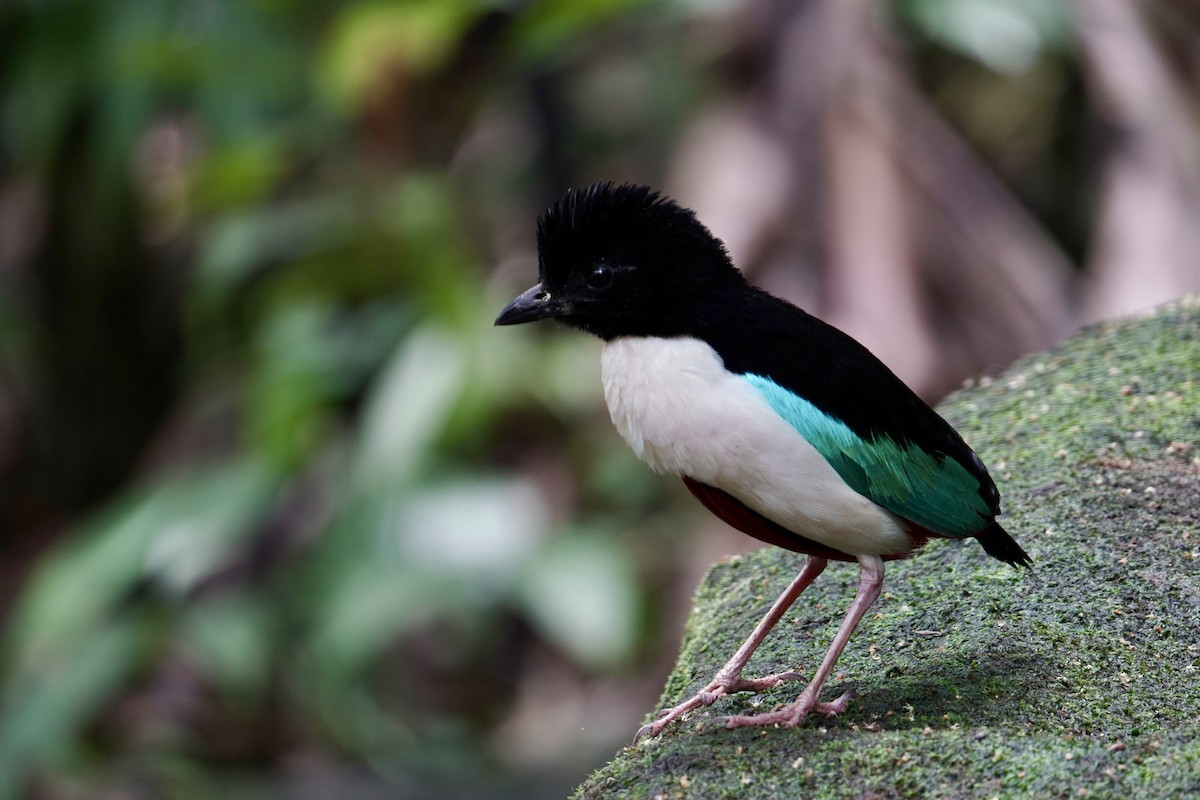 Ivory-breasted Pitta - ML623837287