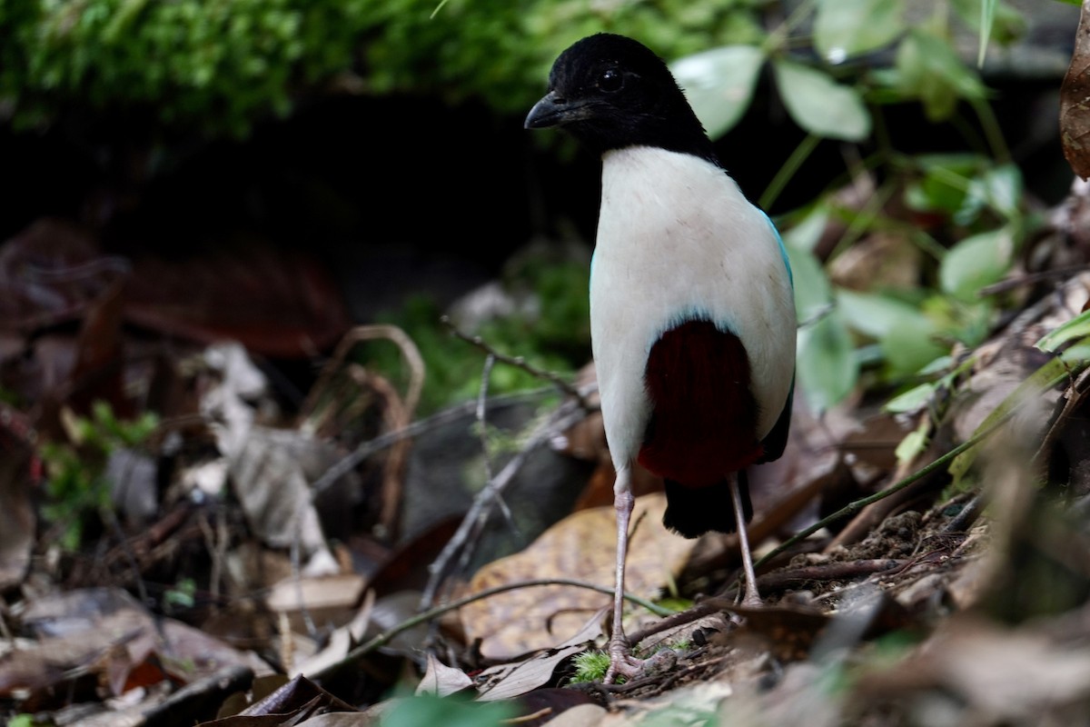 Ivory-breasted Pitta - ML623837288