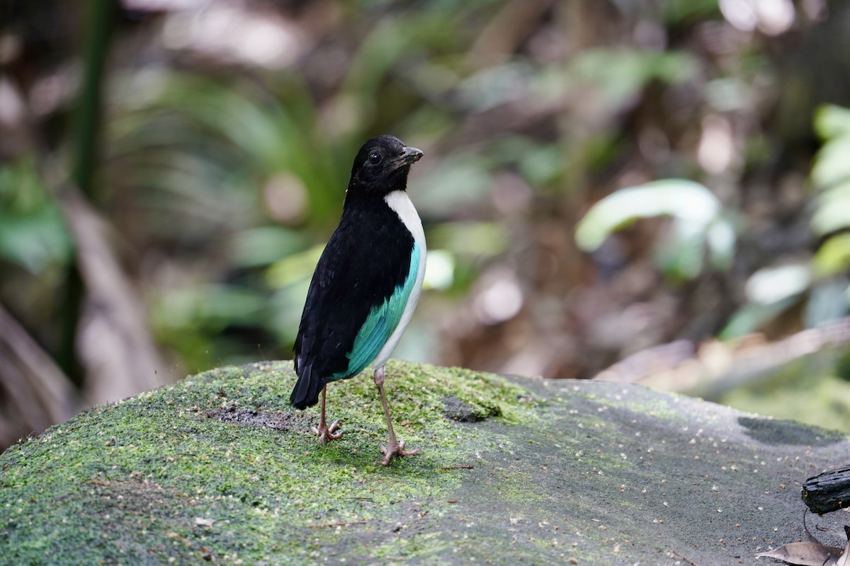 Ivory-breasted Pitta - ML623837289