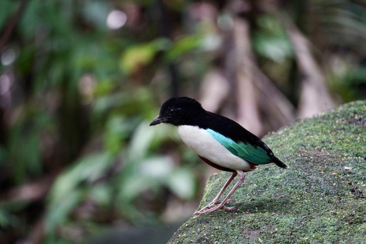 Ivory-breasted Pitta - ML623837290