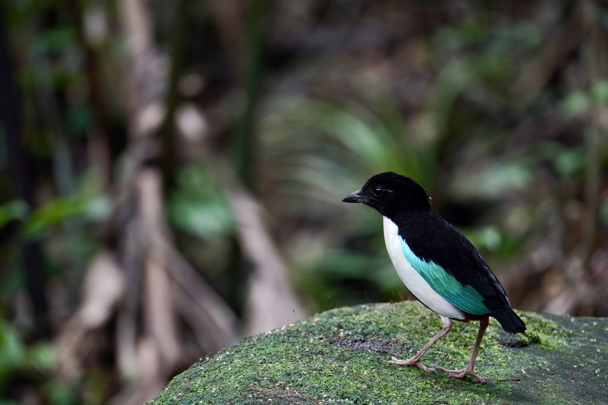 Ivory-breasted Pitta - ML623837291