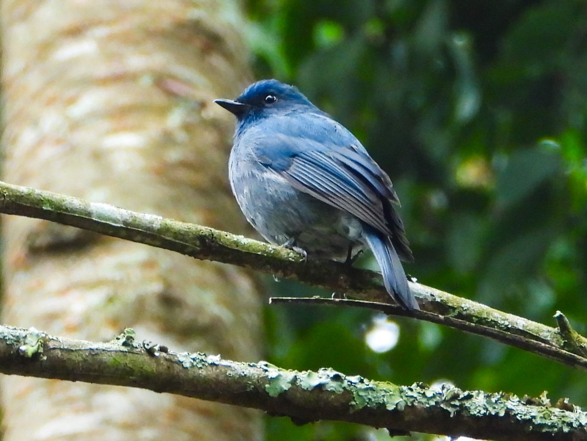 Nilgiri Flycatcher - ML623837293