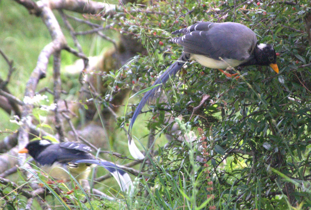 Yellow-billed Blue-Magpie - ML623837305