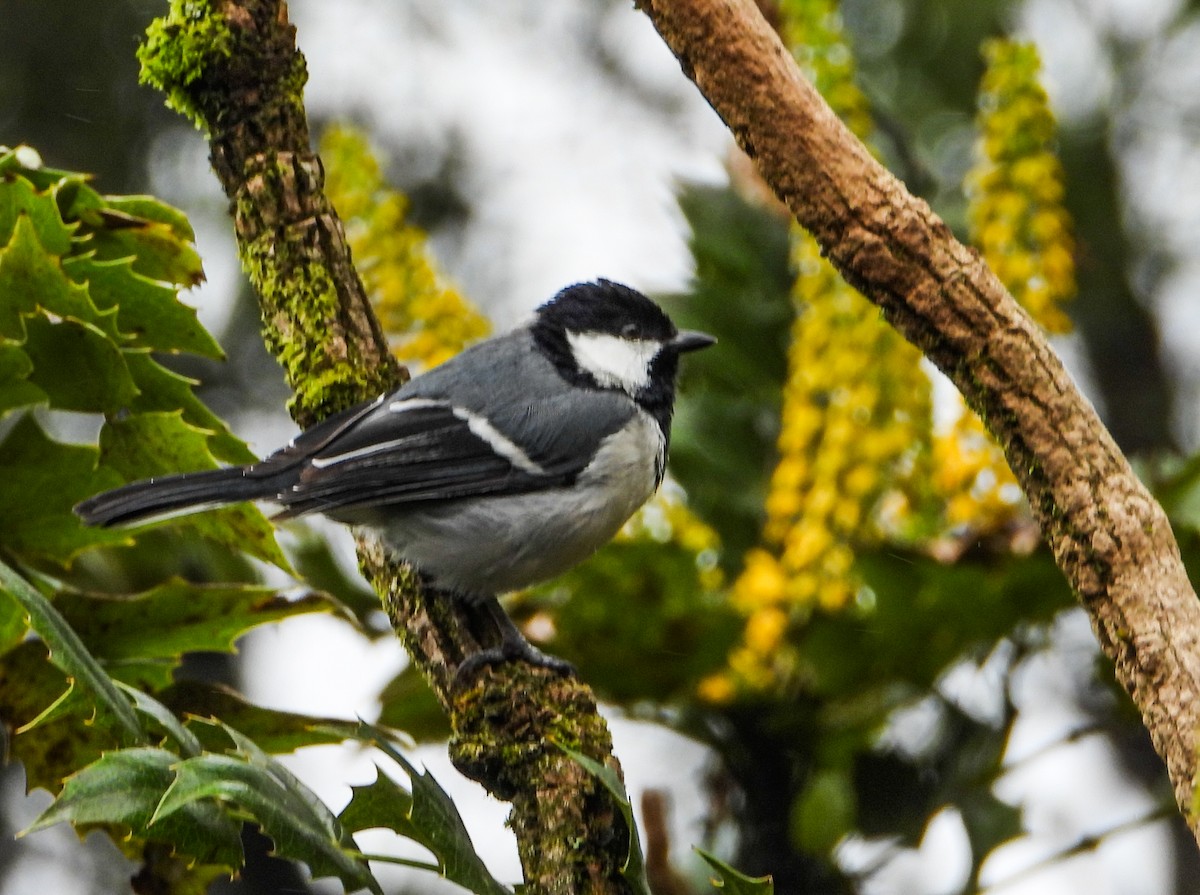 Cinereous Tit - ML623837319