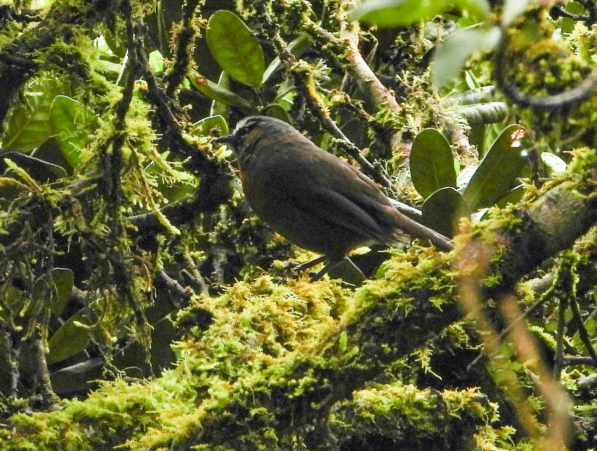 Nilgiri Laughingthrush - ML623837322