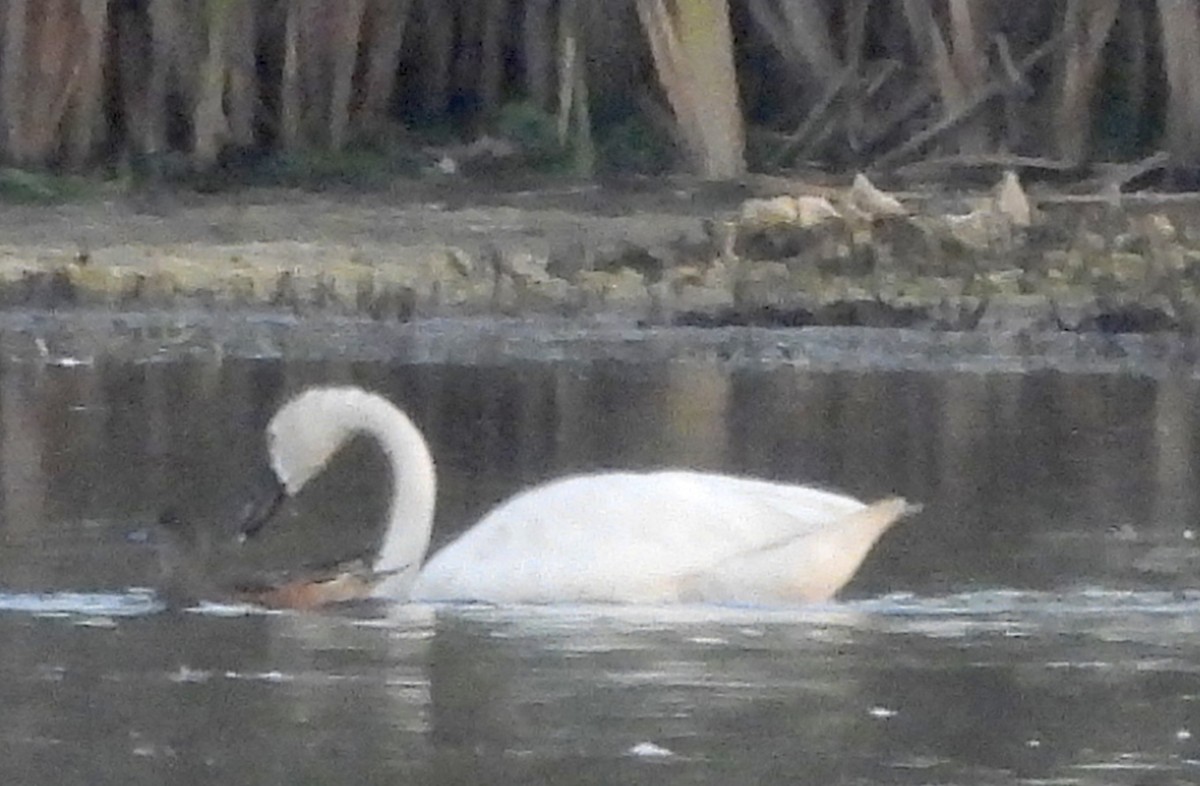 Tundra Swan - ML623837352