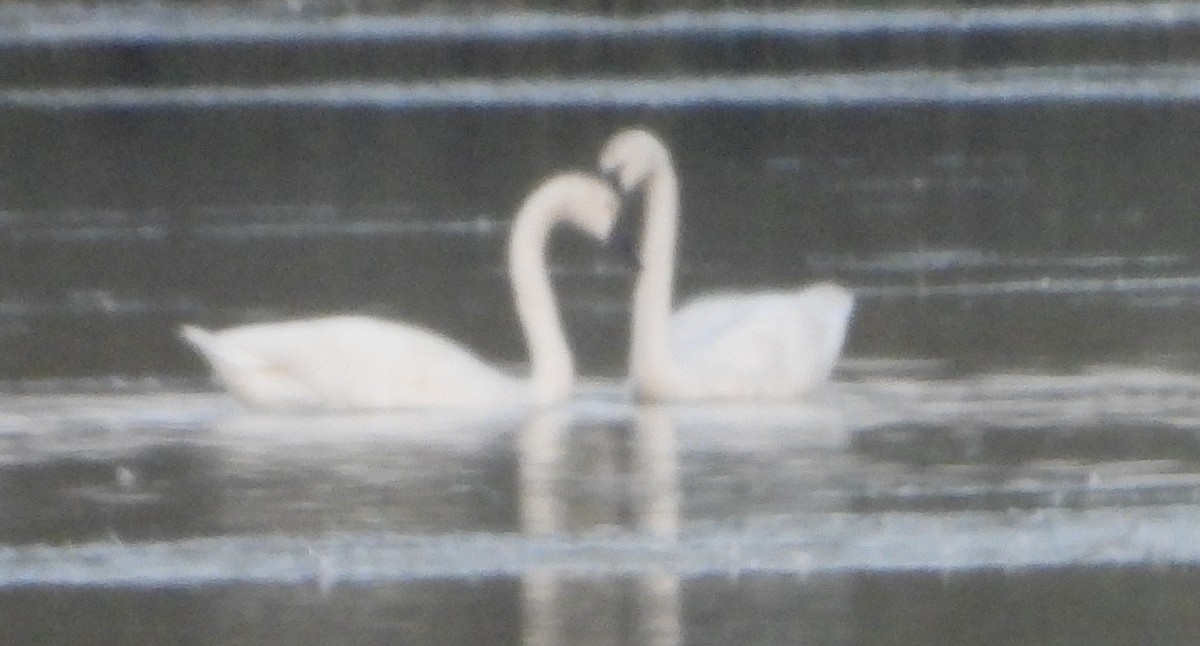 Tundra Swan - ML623837353