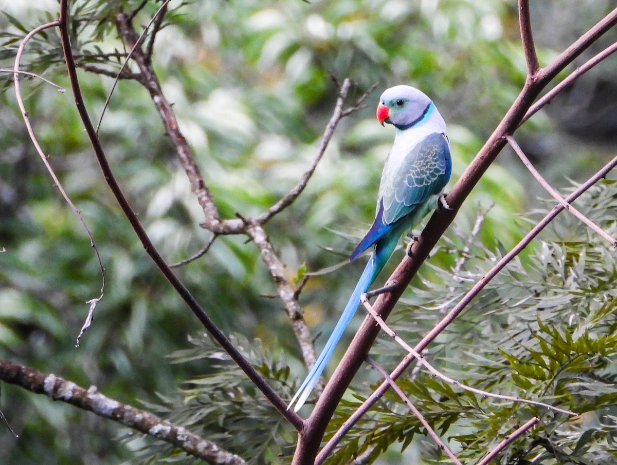 Malabar Parakeet - ML623837357