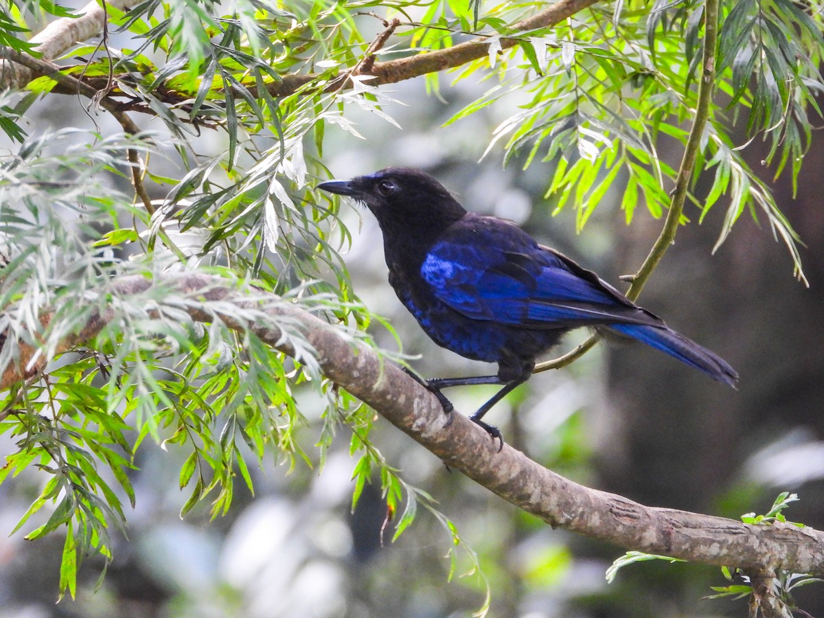 Malabar Whistling-Thrush - ML623837374