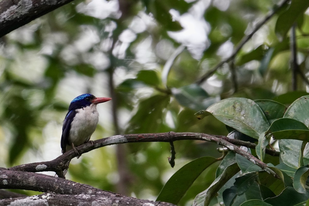 Common Paradise-Kingfisher - ML623837379