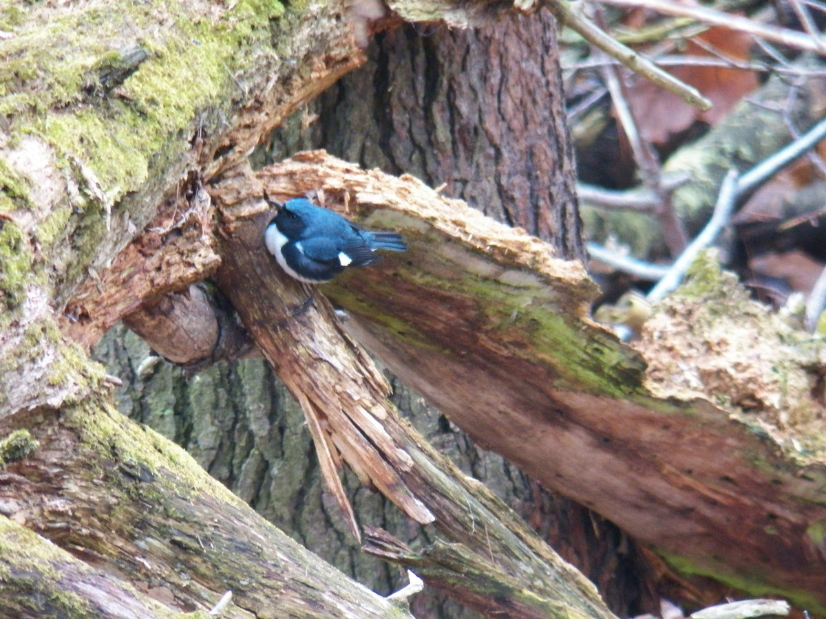 Black-throated Blue Warbler - Gabriel Magnus