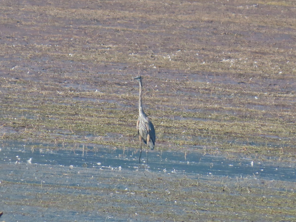 Great Blue Heron - ML623837410