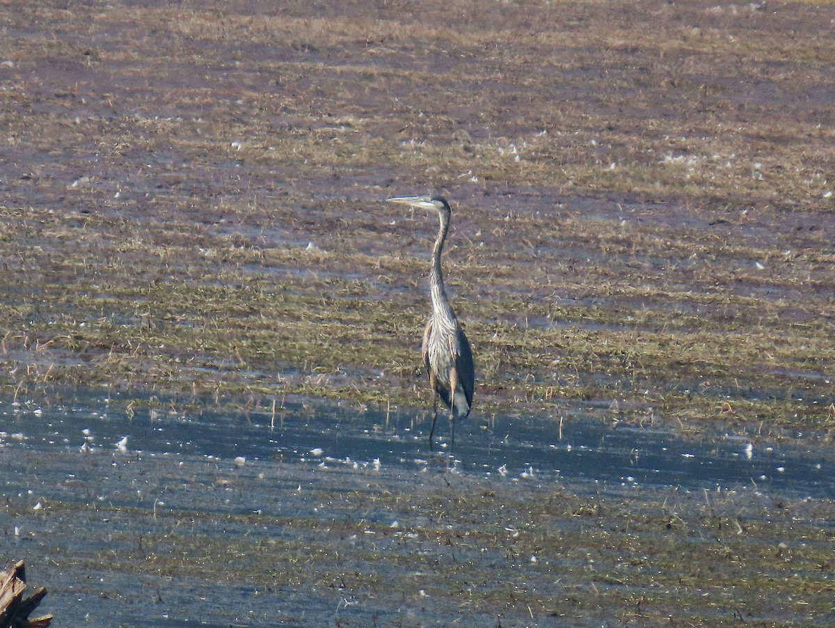 Great Blue Heron - ML623837411