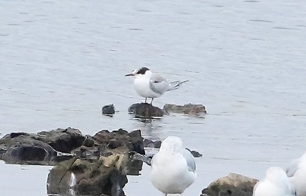 Common Tern - ML623837425