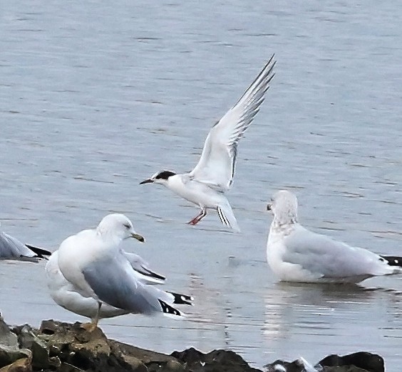 Common Tern - ML623837472