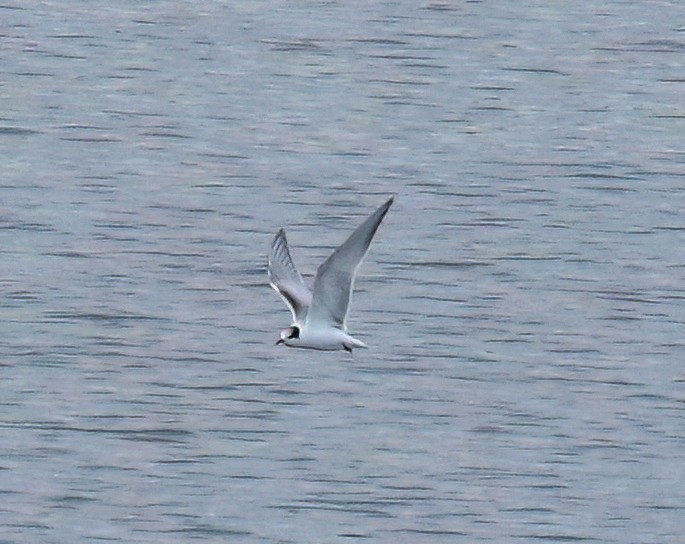 Common Tern - ML623837473