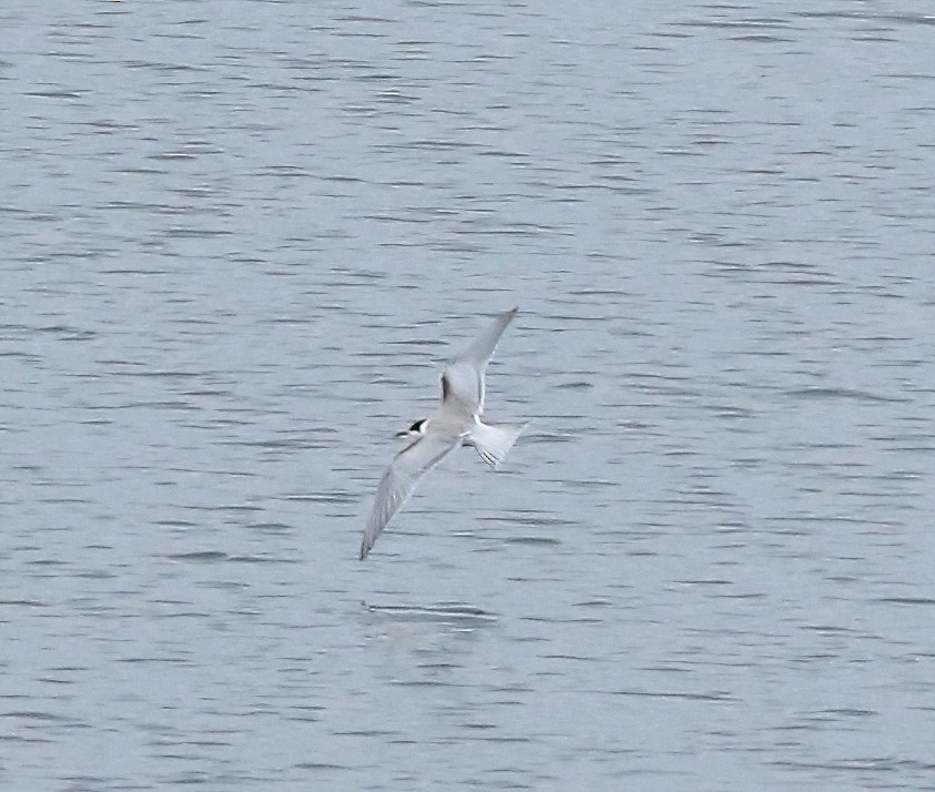 Common Tern - ML623837474