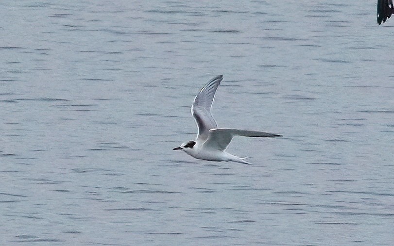 Common Tern - ML623837475