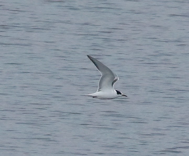 Common Tern - ML623837476