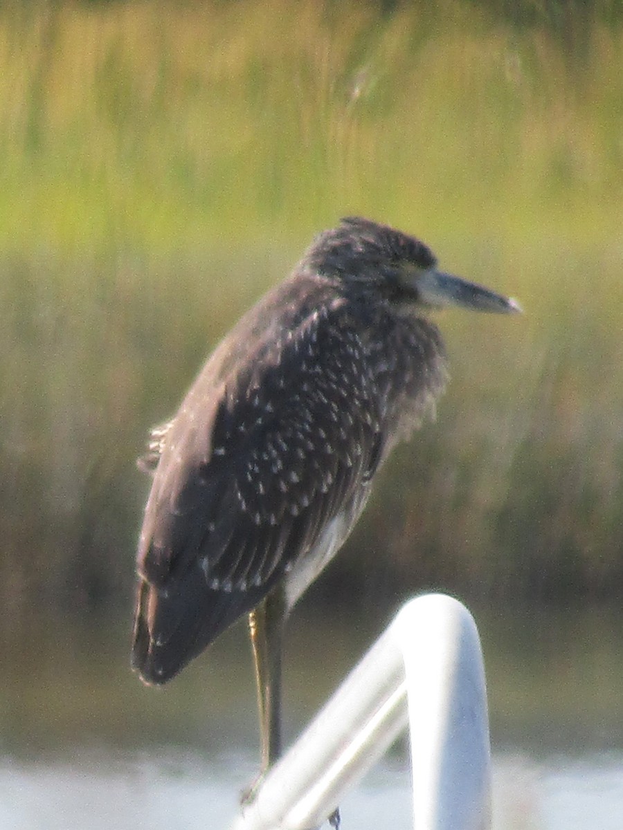 Yellow-crowned Night Heron - ML623837490