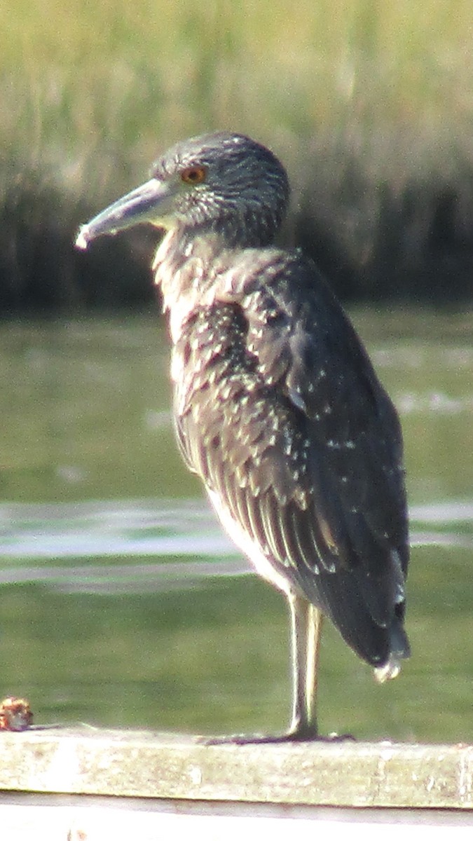 Yellow-crowned Night Heron - Frederick Bowes