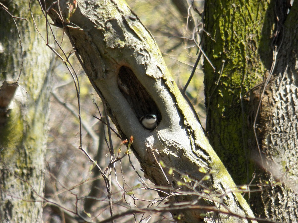 Tree Swallow - Gabriel Magnus