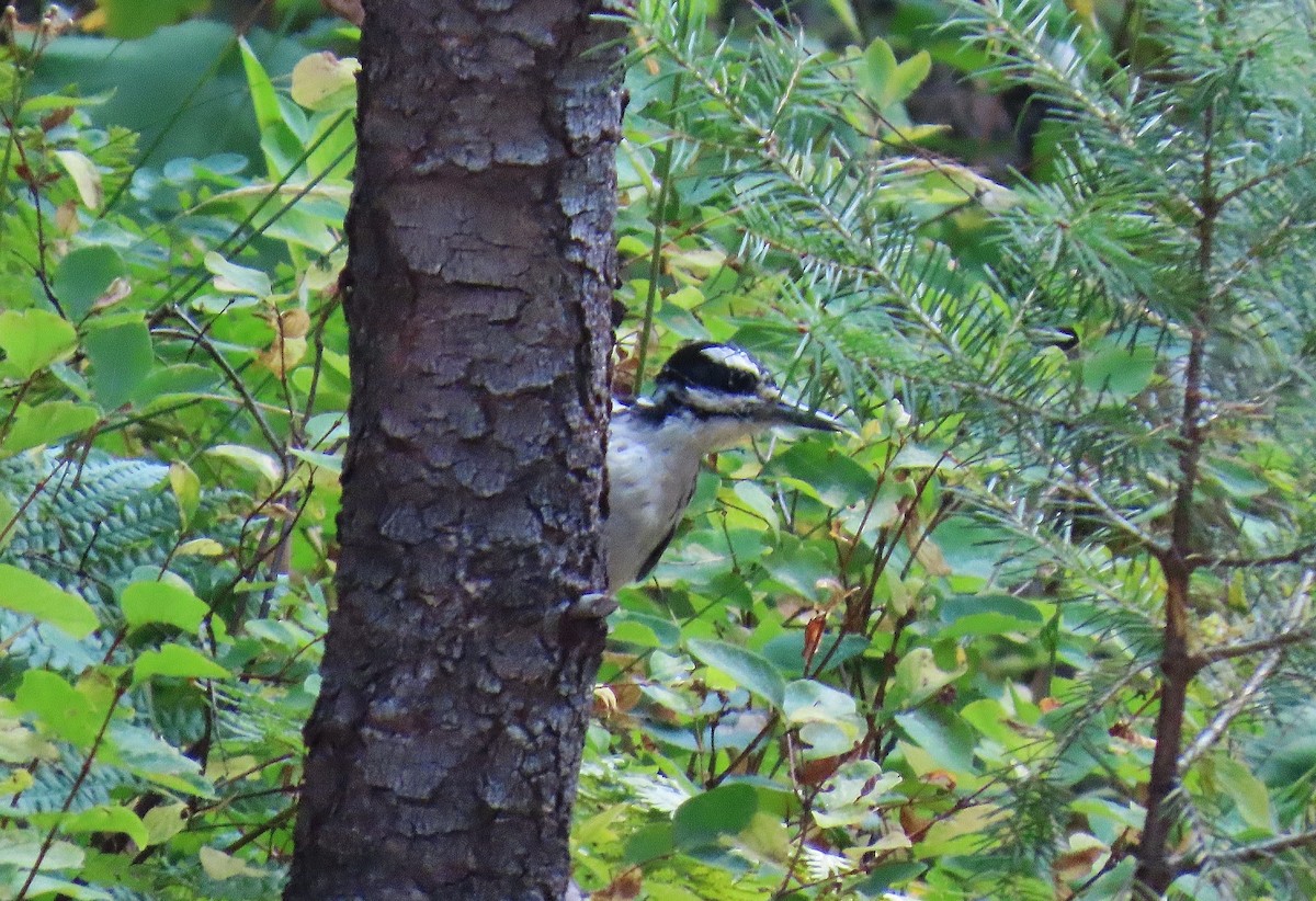 Hairy Woodpecker - ML623837520