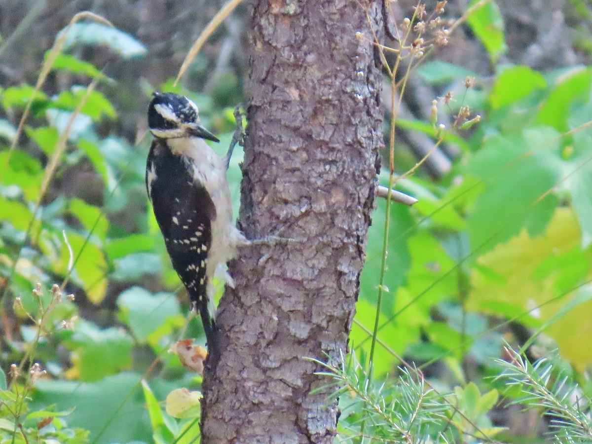 Hairy Woodpecker - ML623837521