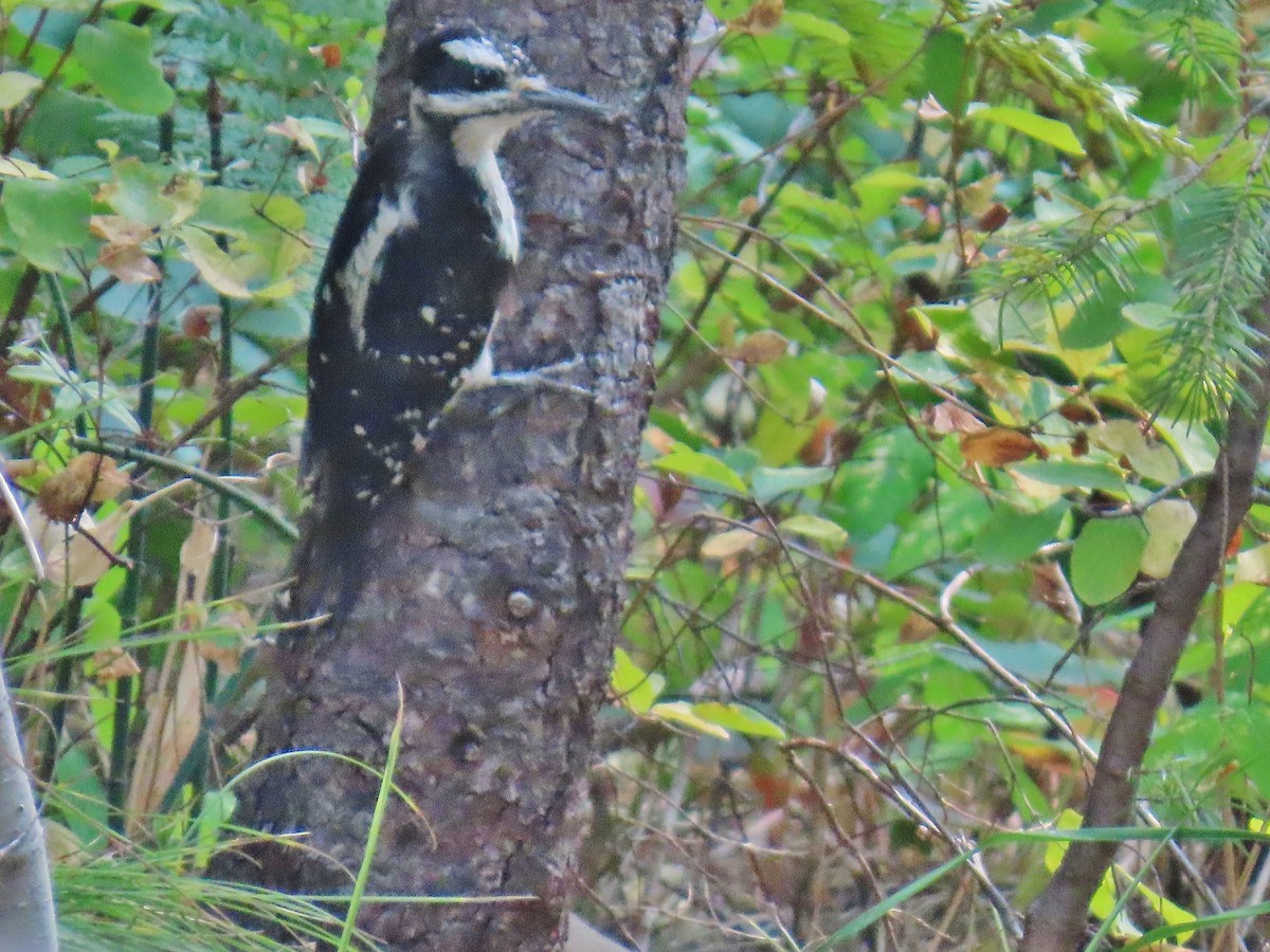 Hairy Woodpecker - ML623837522