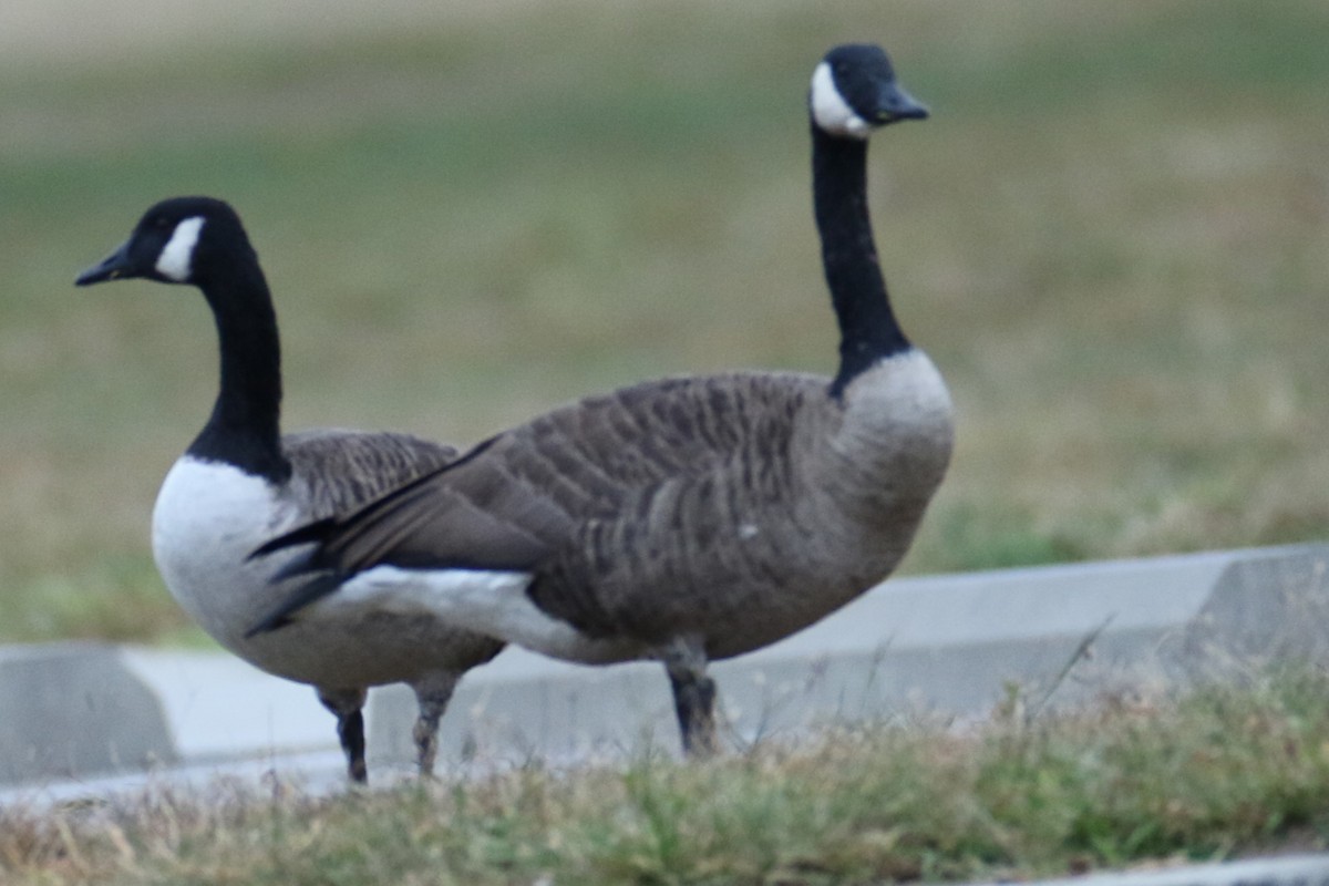 Canada Goose - michael vedder