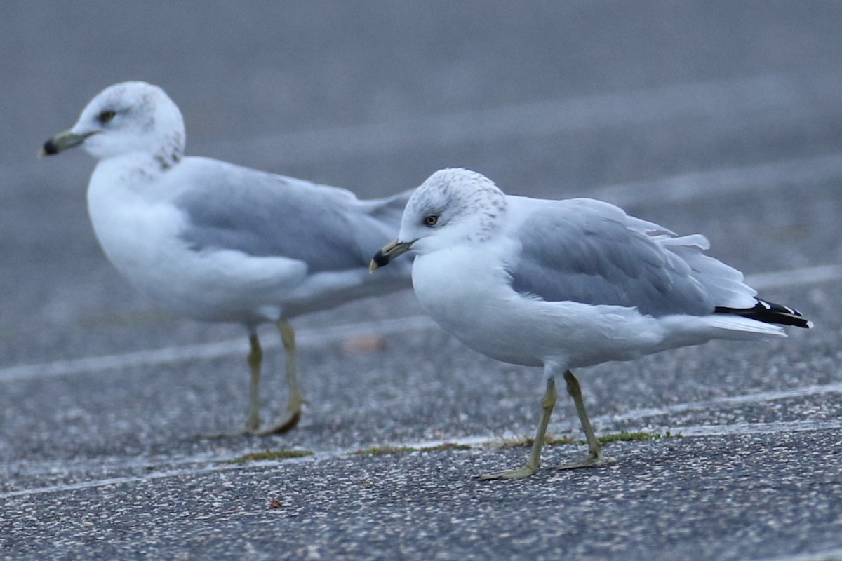 Ring-billed Gull - ML623837638