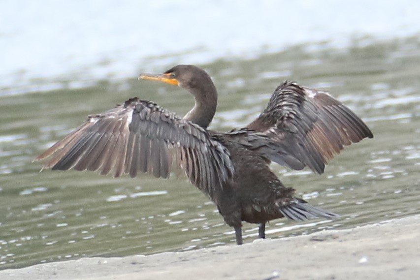 Double-crested Cormorant - ML623837643