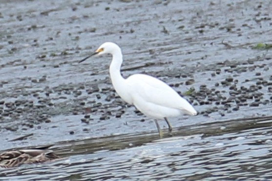 Snowy Egret - ML623837647