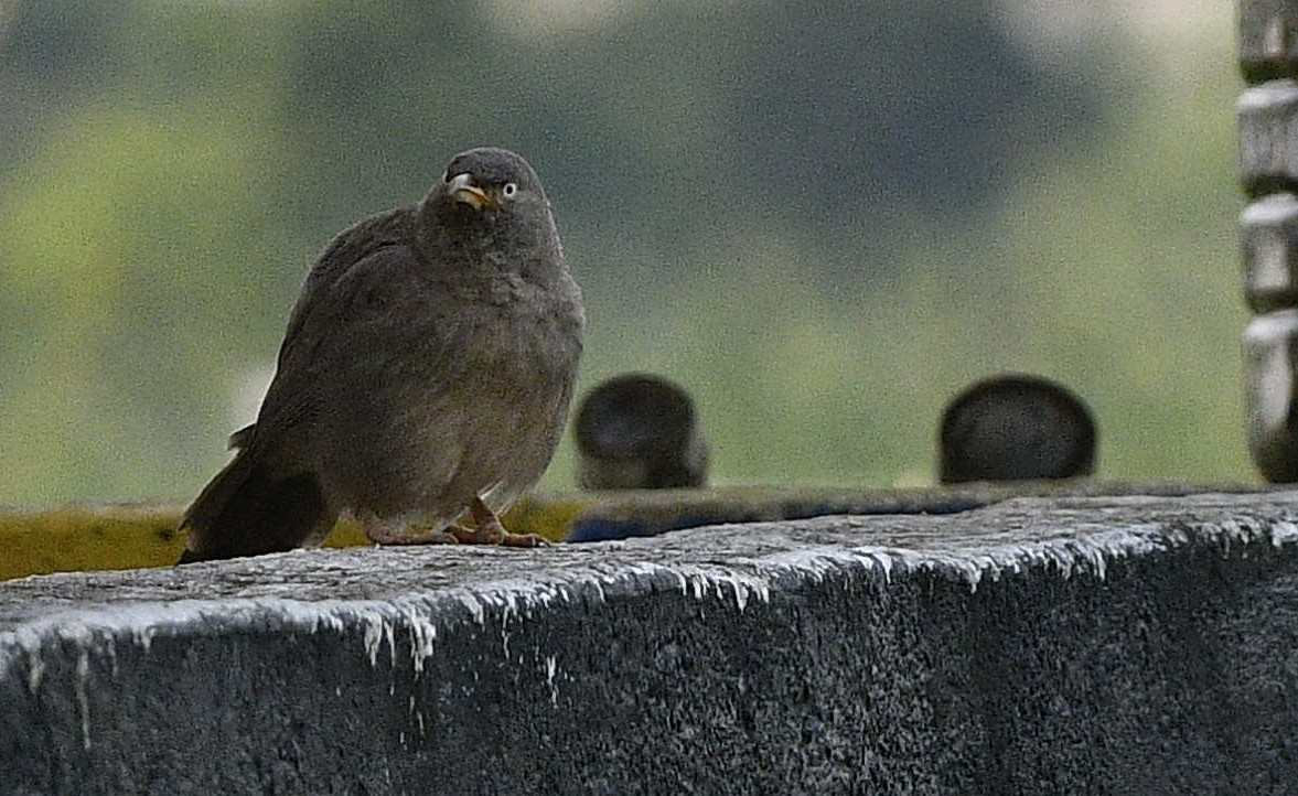 Jungle Babbler - Sayanta  Basak