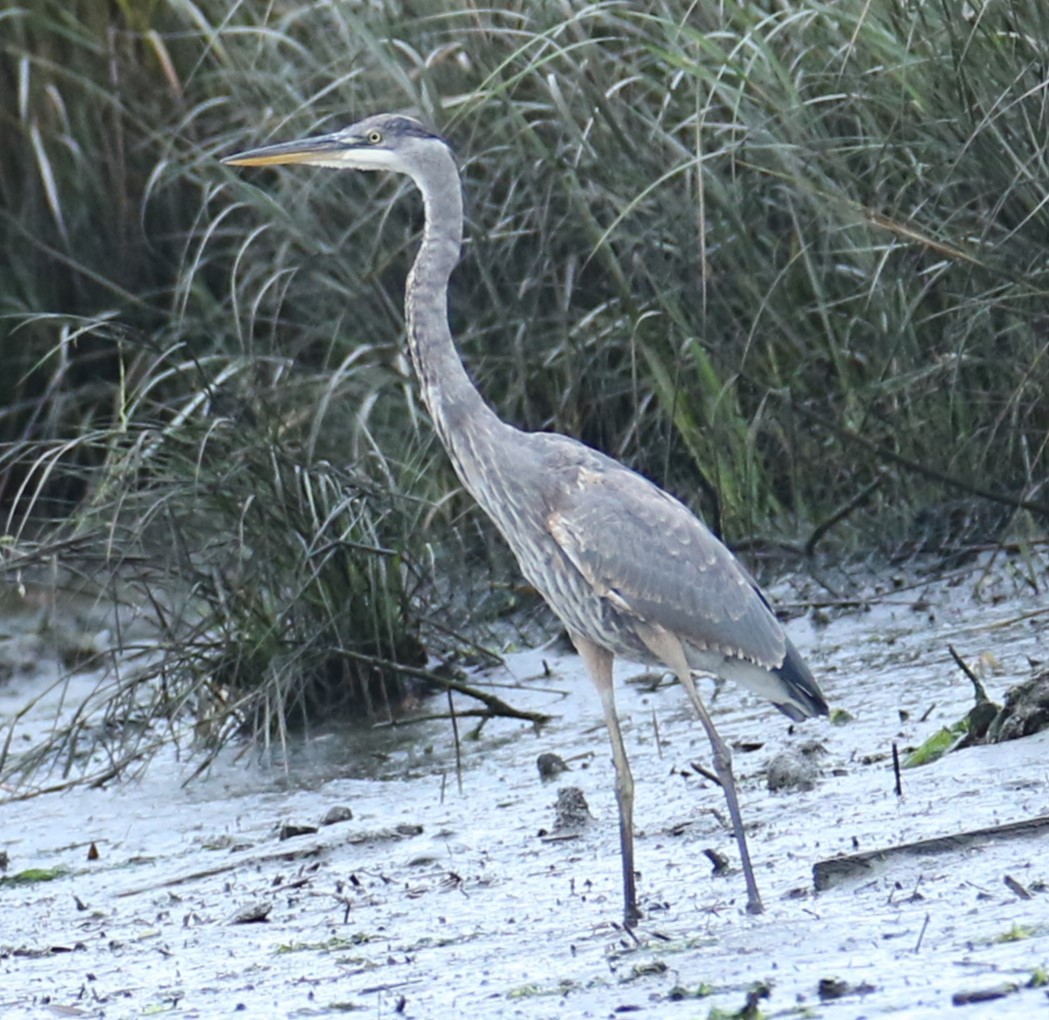 Great Blue Heron - ML623837656