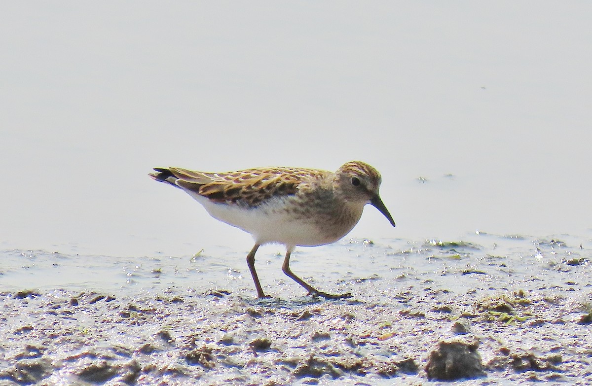 pygmésnipe - ML623837659