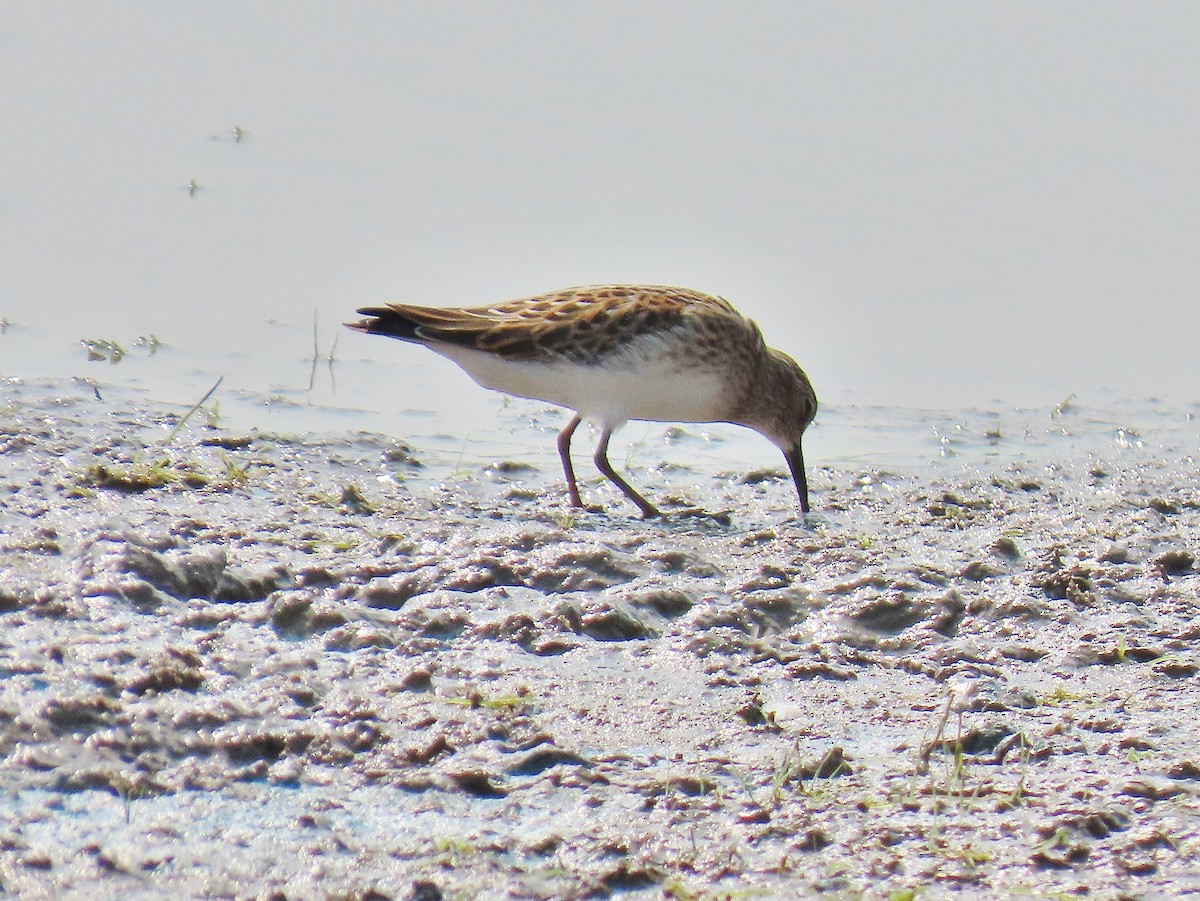 pygmésnipe - ML623837660