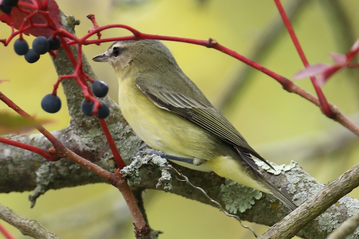 Philadelphia Vireo - ML623837676