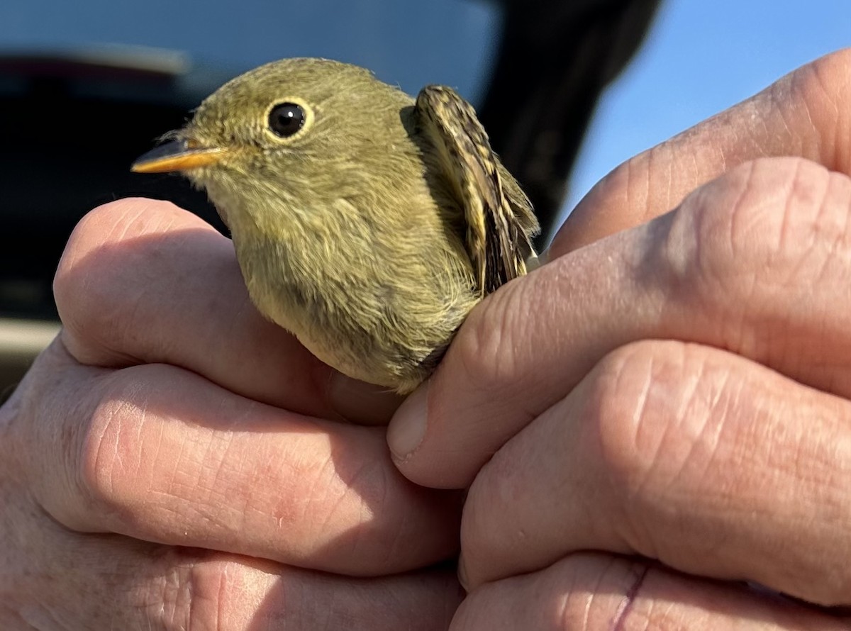 Yellow-bellied Flycatcher - ML623837677